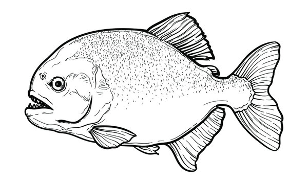 Hand-drawn Piranha. Black and white. Vector sketch of a fish isolated on a white background.
