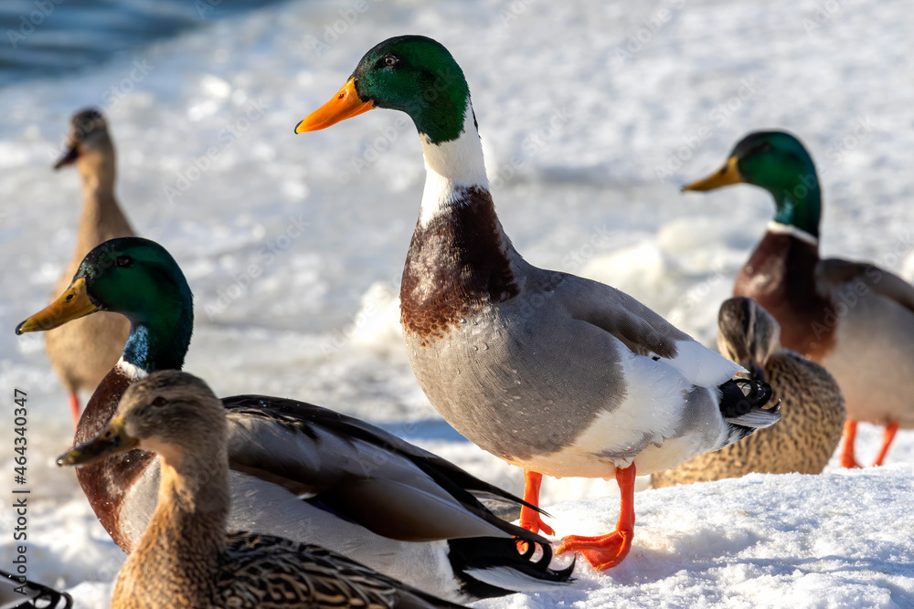 Wall mural wild duck - mallard on the river