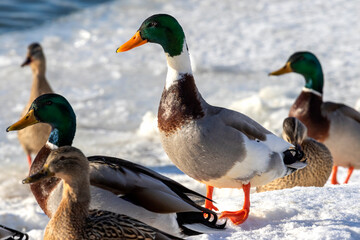Wild Duck - mallard on the river