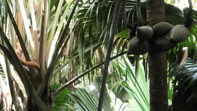 Coco de Mer palm at Valee de Mai Nature Reserve, Unesco world Heritage in Praslin, Seychelles. Female of Lodoicea Maldivica nut or sea coconut. Coco de Mer is palm with the world largest walnut.