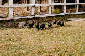little black pigs