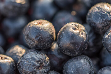 Close-up macro shot of delicious and dark coloured chokeberries also known as Aronia