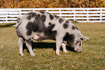 pigs in a farm