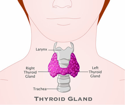 Thyroid gland. Human body and neck. Annotated, Larynx, trachea. Place in body. Red, purple, pink. Explanations. Skin background. Medical Illustration vector