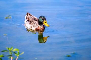 Ducking Around At The Park Pond