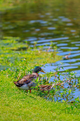 Ducking Around At The Park Pond