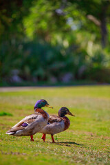 Ducking Around At The Park Pond