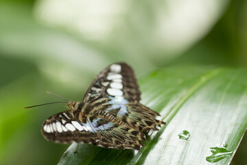 Papillon noir et bleu sur feuille