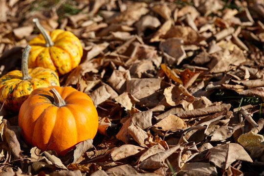 Orange mini pumpkins on autumn leaves background in sunny day