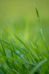 Beautiful close-up shot of vibrant coloured grass