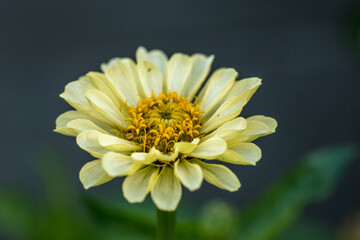 Close-up macro shot of beautiful blooming yellow Zinnia elegans flower