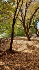 autumn in the forest