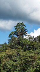 Jungle on the bank of the Santiago River, near Playa del Oro, Ecuador