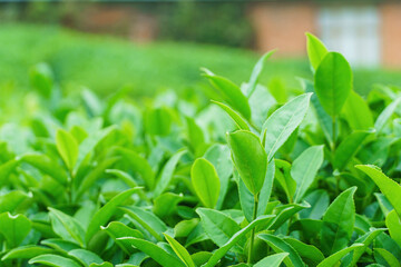 Fresh leaves of tea trees grow on green hills plantations. Rural asian countryside