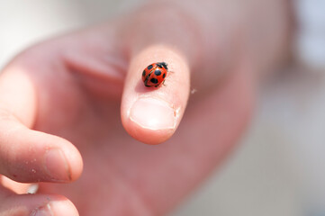 てんとう虫を親指にのせた手