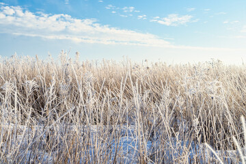 Weeds and grassed covered in hoar frost.