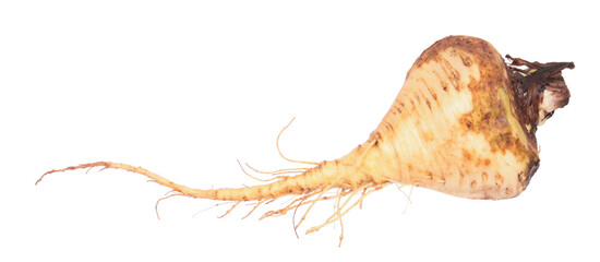 Root vegetable. Parsnip (Pastinaca sativa) isolated on white background