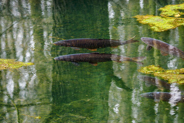 Adult carp floating on the surface.
