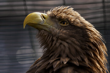 Adult eagle living in captivity.