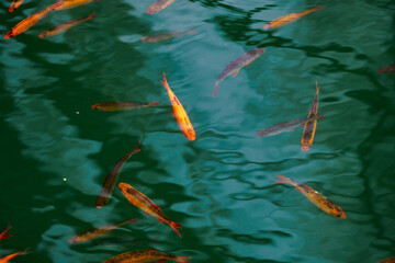 Young koi carp of orange color near the surface.