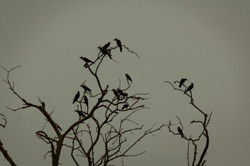 birds on the tree