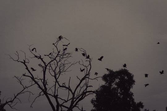 silhouette of a tree and a flock of birds 