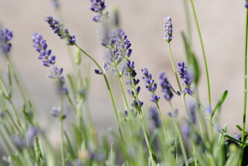 Purple lavender flowers blooming
