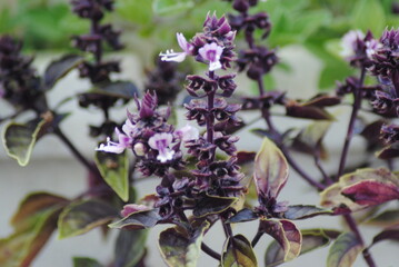 Purple Opal Basil Flowering