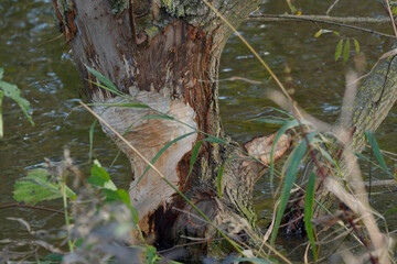 vom biber angenagter baum im wasser