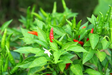 fresh green pepper on plant in garden