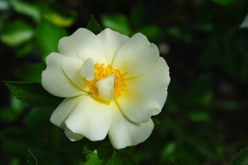 White country rose