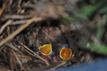Baby Birds Waiting for food 2