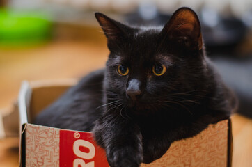 Naklejka premium Black cat in the box