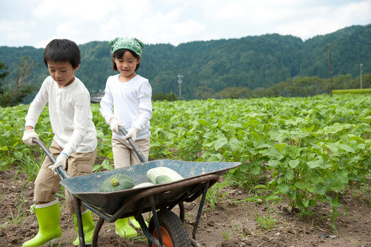 畑の中で野菜を積んだ一輪車を押す子供男女