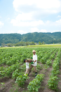 畑の中で収穫した作物を持つ父と男の子