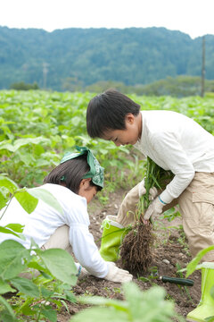 畑の中で作物を収穫する子供男女