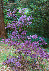 Obraz premium close up of a purple Smoke Bush Tree (Cotinus coggygria royal purple)