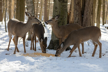 White tailed deer in a snowy forest 