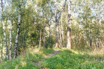 Early autumn in central Russia. Path in forest between birch trees. Sunny weather