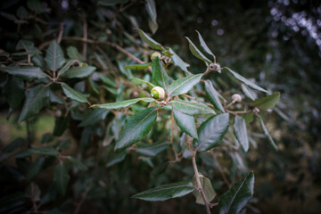 close up of small interior live oak trees with acorns (Quercus wislizeni) growing in walled gardens