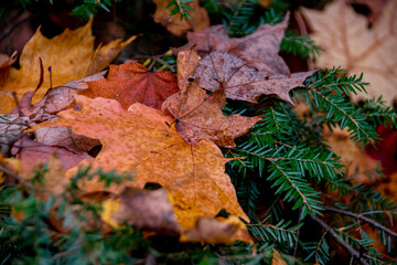 A pile of red, orange, and yellow Autumn-coloured leaves rests on the branches of an evergreen deciduous tree.