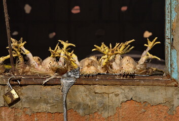 West Africa. Mauritania. Hastily plucked chicken carcasses covered with flies on the counter of the city market.