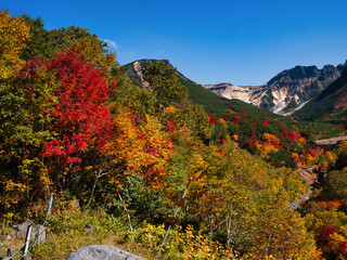 十勝岳温泉の紅葉