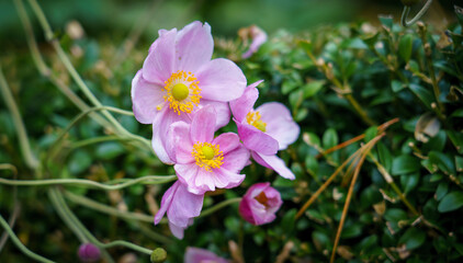 Fototapeta premium close up of beautiful autum pink Japanese Aenmone (Anemone japonica) in bloom 