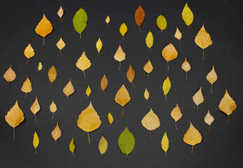 Background with autumn leaves. Multicolored autumn leaves on a black background.
