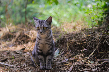 Close-up view of a curious striped wild cat with blurred background sitting down on the ground is looking at the camera in the woods