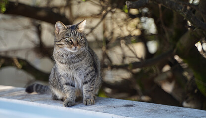 Homelessness cat on the street of city