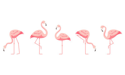 Ensemble de flamants roses