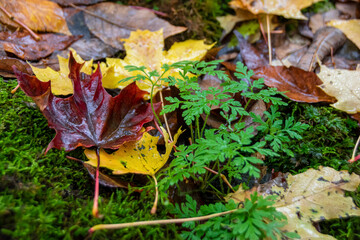 A group of red, yellow, and orange Autumn-coloured fallen leaves rests on the forest floor in Bruce's Caves Conservation Area near Wiarton, Ontario.