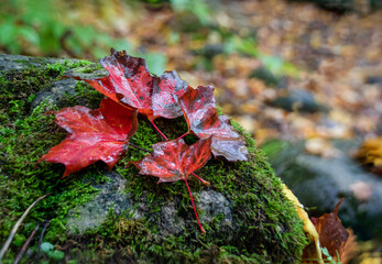 A group of four bright red Autumn-coloured maple leaves rests on a large rock on the forest floor in Bruce's Caves Conservation Area near Wiarton, Ontario.